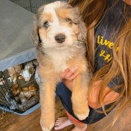 Gus - Blue merle male Bernedoodle puppy in Lodi, California from Olive Hugs & Doodles