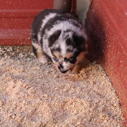 Bingo - Blue merle female Australian Shepherd puppy in Sonoita, Arizona from Gardner Canyon Kennels