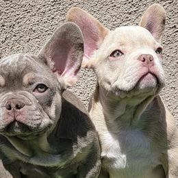 French Bulldogs from Kingz Frenchies