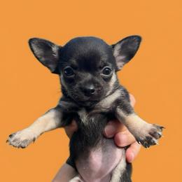 Lee Lee aka Virginia - Black and tan female Chihuahua puppy in Harlan, Iowa from Home Grown Chihuahuas From Iowa