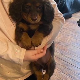 Dachshund Puppies from State Line Dachshunds
