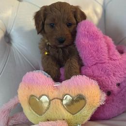 Star - Apricot female Cavapoo puppy in Gainesville, Florida from Alyssa Xxweetdoodles