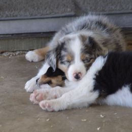 Australian Shepherd Puppies from Navarro Australian Shepherds