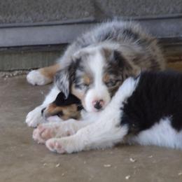 Australian Shepherd Puppies from Navarro Australian Shepherds