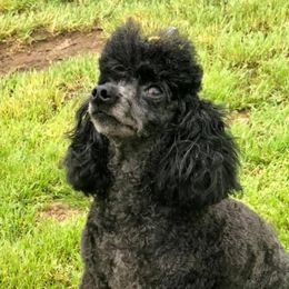 Sonya - Poodle
