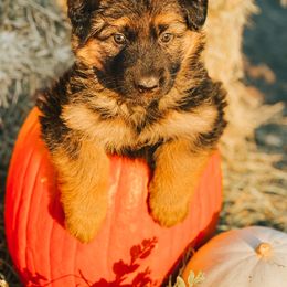 French Bulldog and German Shepherd Puppies from Iron Rim