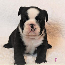 Bulldog Puppies from Sanford and Son Bulldogs