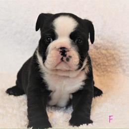 Bulldog Puppies from Sanford and Son Bulldogs