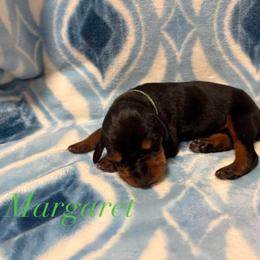 Margaret - Black and rust female Doberman Pinscher puppy in Coplay, Pennsylvania from By My Side Germans Shepherds & Dobermans