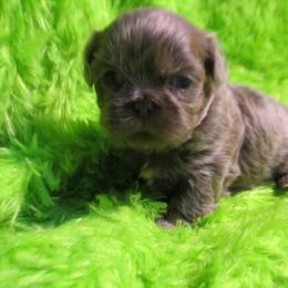 Shih Tzu Puppies from Pams precious shih tzus