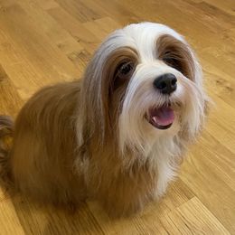Pearl - Havanese