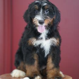 Kevin (socialization program student) - Tri-color male Bernedoodle puppy in Dundee, Ohio from Down Home Doodle