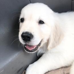 Golden Retriever Puppies from Brightside Goldens