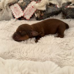 Charlie - Red male Dachshund puppy in Weatherford, Texas from Boujee Dachshunds