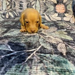 Charlie - Red male Dachshund puppy in Magnolia, Texas from Carrie’s Countryside Dachshunds