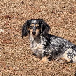 Mochi - Dachshund