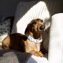 Nugget - Dachshund