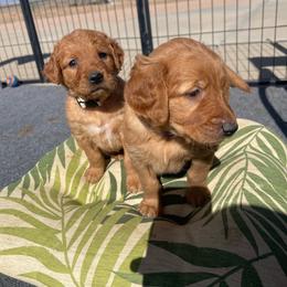 Jasmine - Dark golden female Golden Retriever puppy in Wellington, Colorado from High Country Golden Retrievers