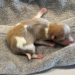 Little man - Tri-colored male Pomeranian puppy in Hernando, Mississippi from The Pom Squad