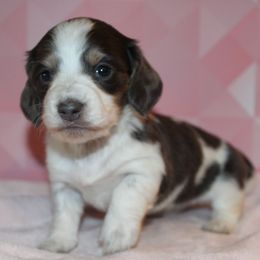 Cookie - Blue and cream female Dachshund puppy in Roanoke, Alabama from 3B Doxies
