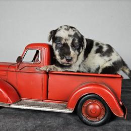 Sniper NALC - Blue merle female Catahoula Leopard Dog puppy in Doerun, Georgia from Twig & Tail Puppies