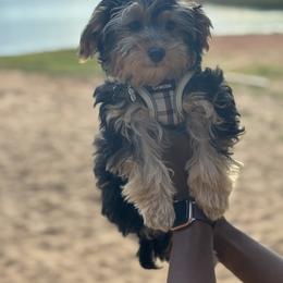 Old English Sheepdog, Poodle, Sheepadoodle, and Yorkipoo Puppies from Love Tallulah Sheepadoodles LLC