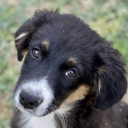 Australian Cattle Dogs, Australian Shepherds, Companion Crosses, and Miniature Australian Shepherds from MK Aussies