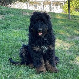 Bernedoodles and Bernese Mountain Dogs from Bernedoodles by Zee and Jewel