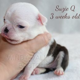 Girl 1 - Black and white female Boston Terrier puppy in North Central, Vermont from Windy Valley’s Bostons