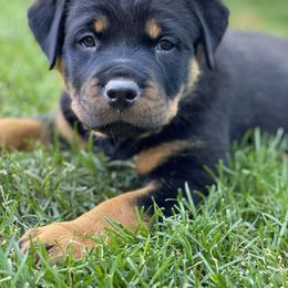Rottweiler Puppies from Happy Rottweilers