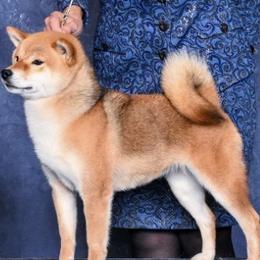 Rain - Shiba Inu