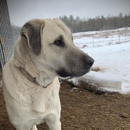 Athena - Anatolian Shepherd Dog