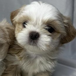 Shih Tzus from Perkins Puppies