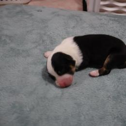 Zelda - Black tri-color female Australian Shepherd puppy in Woodinville, Washington from Cornerstone Australian Shepherds