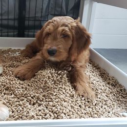 Goldendoodle Puppies from Doodle Devotion