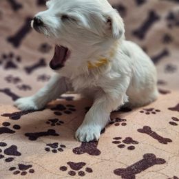 Maltese Puppies from Emotional Amor Support