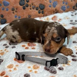 Boy 1 - Dapple male Dachshund puppy in Stilwell, Oklahoma from Ross's Desert Doxies