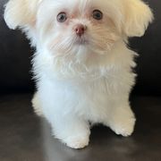 Mi-Ki Puppies from By Design Mi-Ki’s
