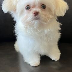 Mi-Ki Puppies from By Design Mi-Ki’s