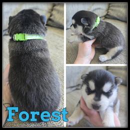 Forest - Black and white male Siberian Husky puppy in Merrill, Michigan from Haase Family Kennels