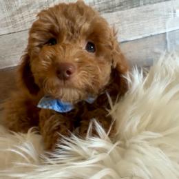 Wish - Red  male Goldendoodle puppy in Decatur, Texas from Scherrer Sweet Goldendoodles