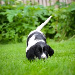 Large Münsterländer Puppies from EAGLES NEST KENNELS