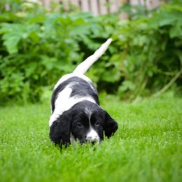 Large Münsterländer Puppies from EAGLES NEST KENNELS