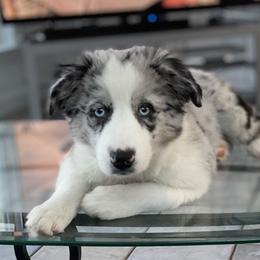 Miniature Australian Shepherd Puppies from Bear Pond Aussies