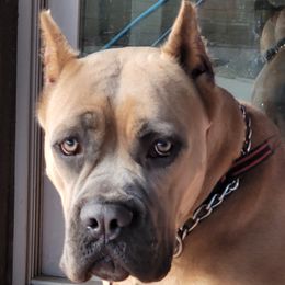 Cane Corso puppies from Marcus Attilius Cane Corso