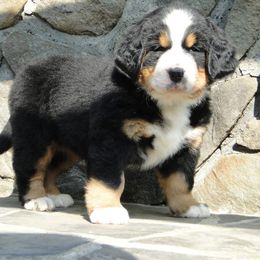 "Our breeding female: Monarda (FCI registered name Willow Bersaltyna) comes to us from Kennel Bersaltyna in Czech Republic." Bernese Mountain Dog Puppies from Grand Mesa Mountain Dogs