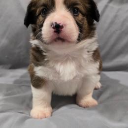 Everest (Fluffy Red Female) - Red female Pembroke Welsh Corgi puppy in Greensboro, Georgia from Loosey Goosey Farms