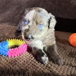 Arrow - Blue merle male Australian Shepherd puppy in Az, Yuma, Arizona from The Southern Dog