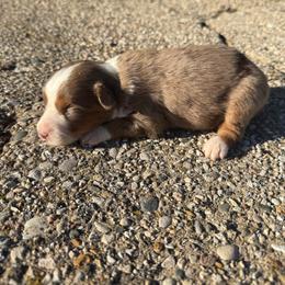 Latte - Red merle female Miniature Australian Shepherd puppy in Marion, Michigan from Highland Hills Mini Aussies