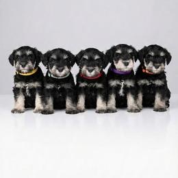 Miniature Schnauzer puppies from Silver Paw Ranch